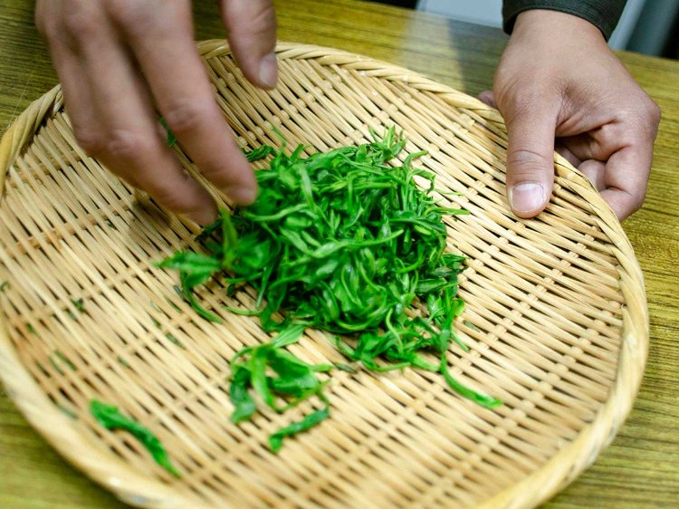 【Re:leaf Record】生葉から煎茶や紅茶を作ってみよう