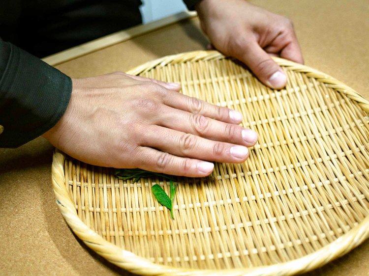 【Re:leaf Record】生葉から煎茶や紅茶を作ってみよう