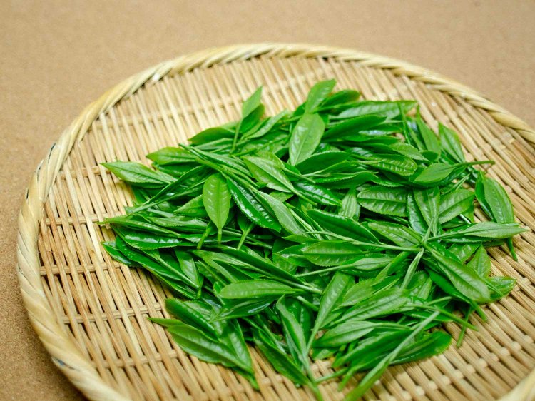 【Re:leaf Record】生葉から煎茶や紅茶を作ってみよう