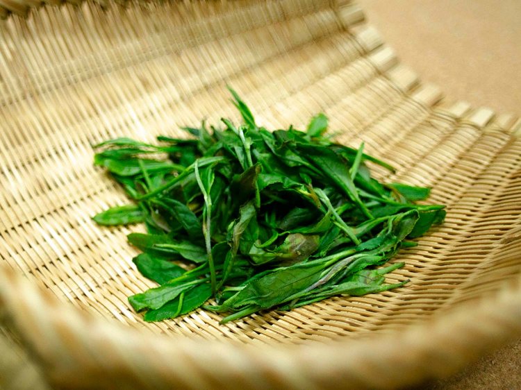 【Re:leaf Record】生葉から煎茶や紅茶を作ってみよう