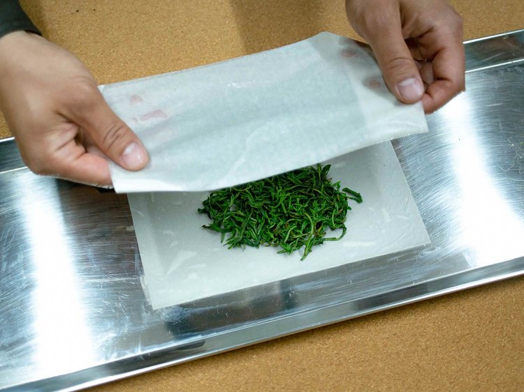 【Re:leaf Record】生葉から煎茶や紅茶を作ってみよう