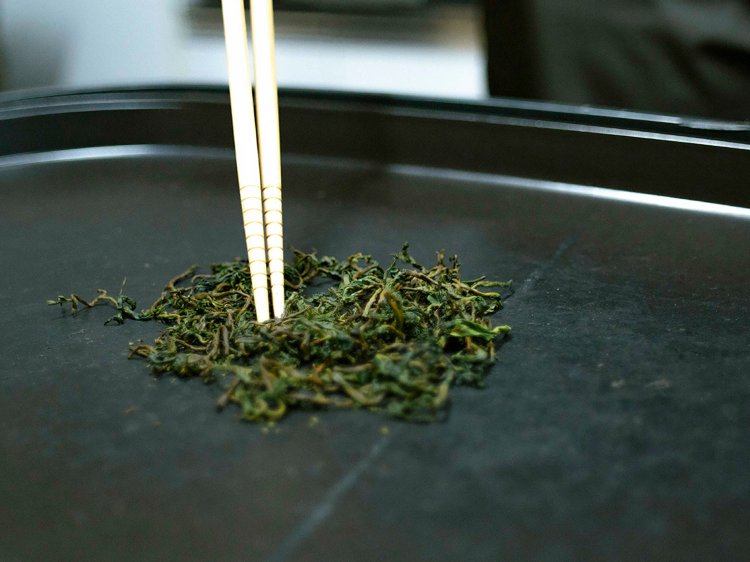 【Re:leaf Record】生葉から煎茶や紅茶を作ってみよう