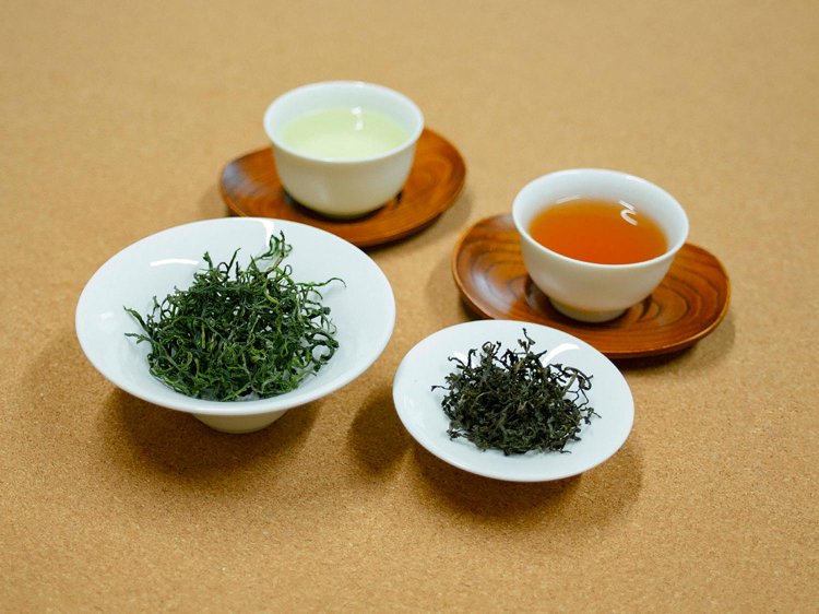 【Re:leaf Record】生葉から煎茶や紅茶を作ってみよう