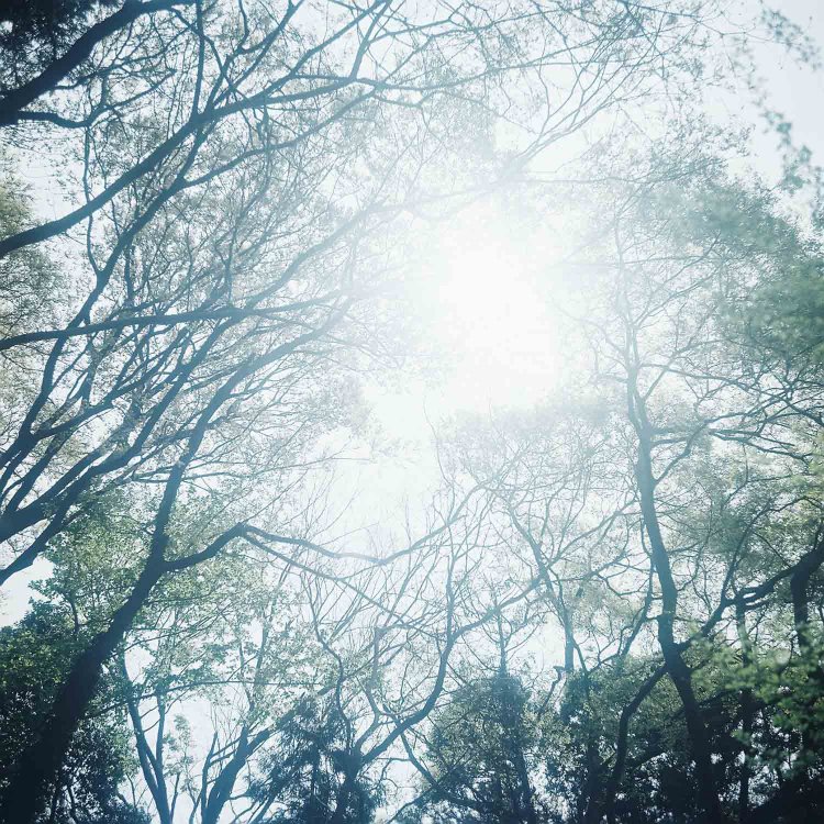 Rolleiflex 3.5F Xenotar / kodak portra 400