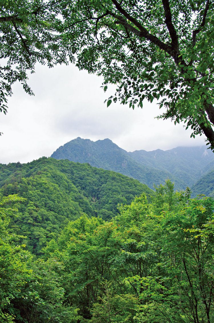 森林軌道跡のコース上に大展望台があるが、そこから見える鶏冠山。東沢からルートがあるが、難度の高い岩峰。