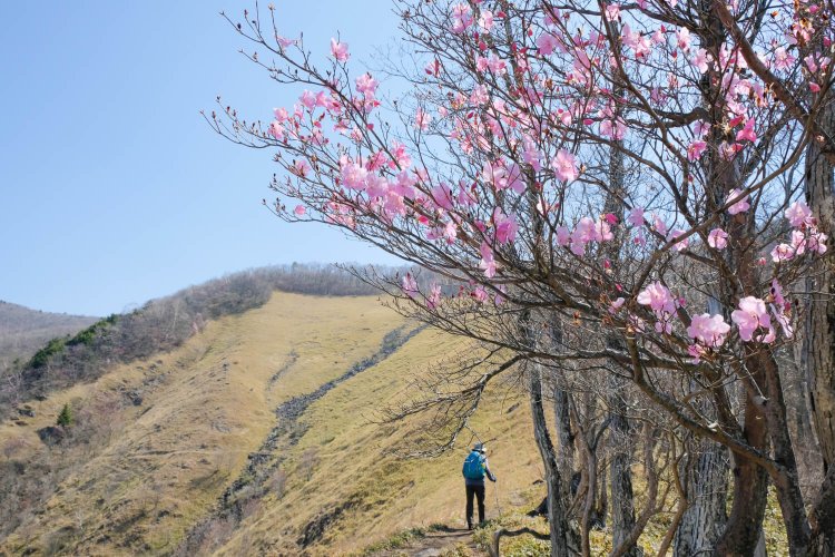 アカヤシオの映える登山道の様子。　（写真提供＝みどり市観光課）。