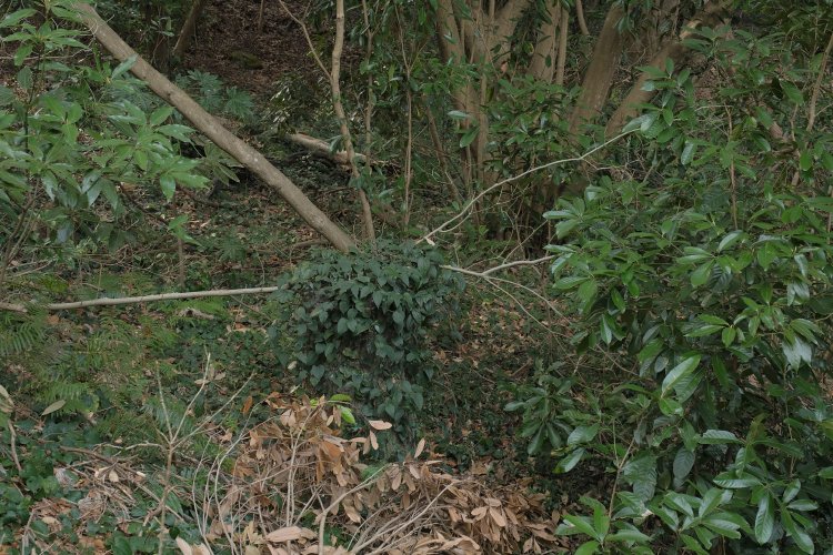 写真中心部をよく見ると分かるが草で覆われた切り株状のものが換気穴だ。