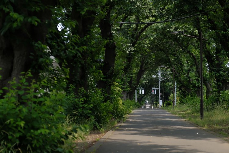 青々と茂る自転車道。軽便鉄道が現役の頃の周囲は畑で、このように並木道にはなっていなかった。
