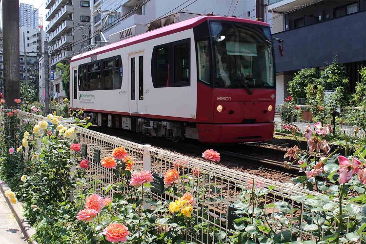 『千成もなか本舗』大塚店のすぐ側を走る都電荒川線。沿線にはバラが植えられている。