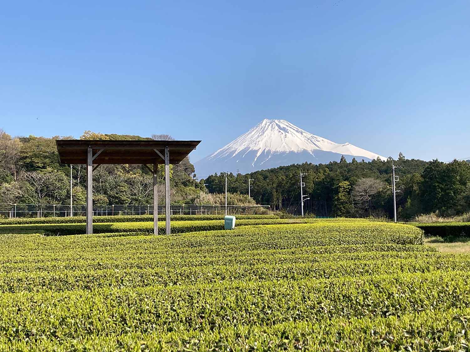 写真提供：海と富士の茶の間