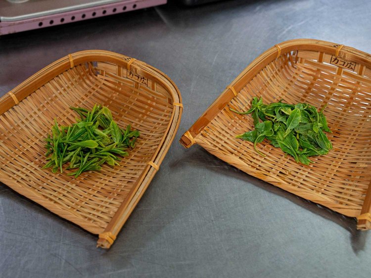 左が今年の新茶。右が冷凍保存しておいた昨年の茶葉。冷凍保存しておくことで、一年を通して店内でも「茶くらえび」の提供が可能に