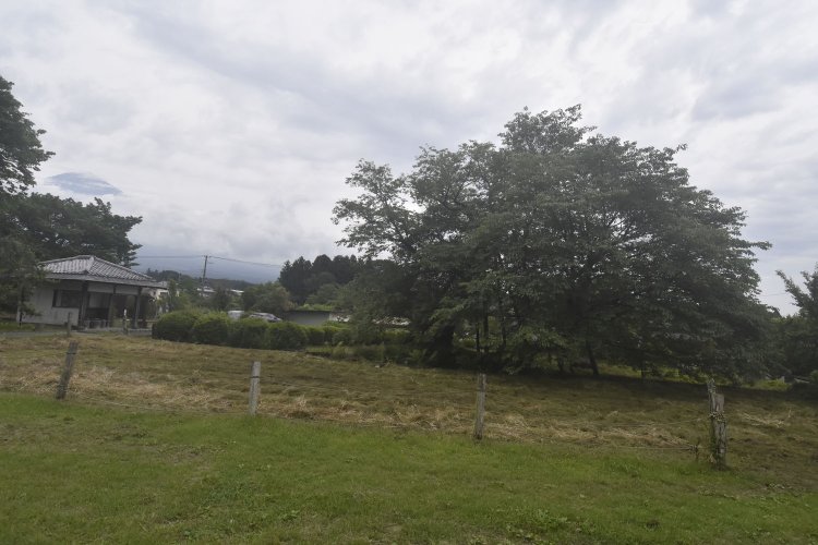 頼朝が馬から下りたとも、馬を繋いだとも言われる下馬ザクラと富士山。