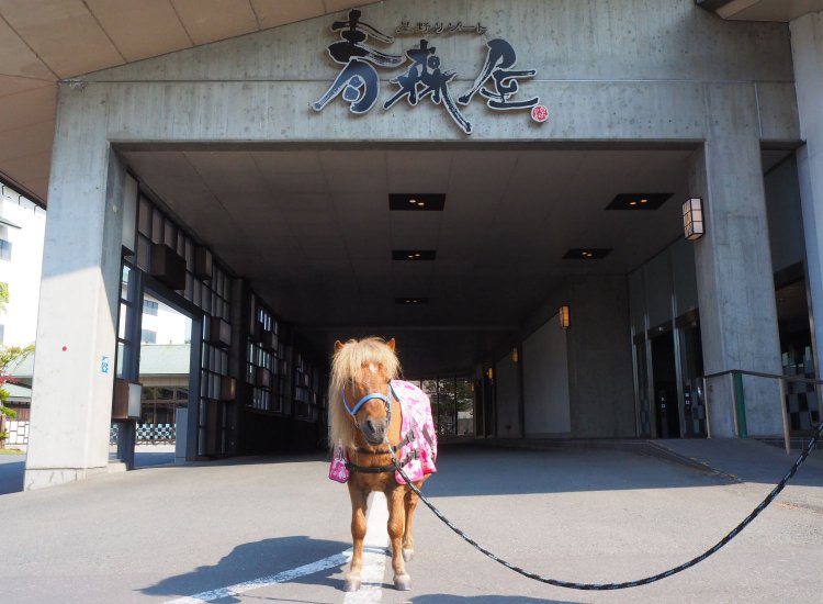 玄関ではポニーがお出迎え。めんこい！