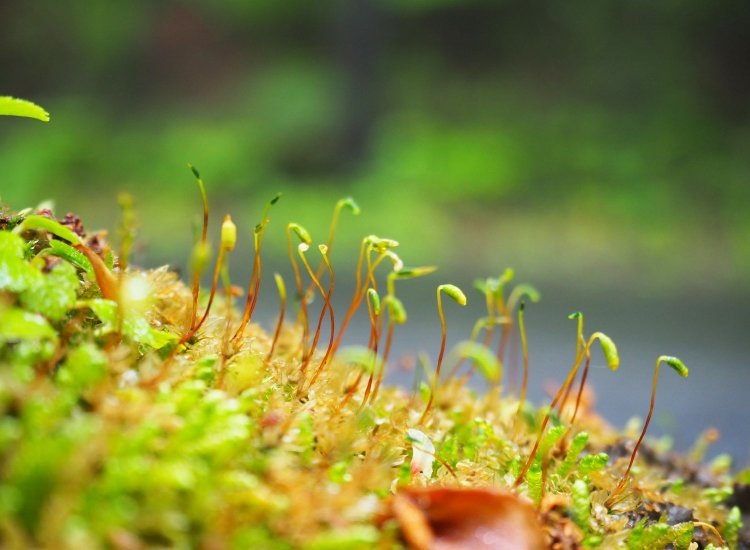 苔のなかからぴょんぴょんと飛び出す胞子体。か、かわいい！
