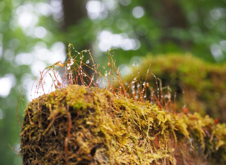 水滴にも見とれちゃう。