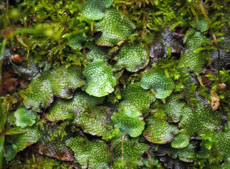 これも苔。「う、うわあ」となる、蛇の鱗みたいな模様が特徴のジャゴケ。