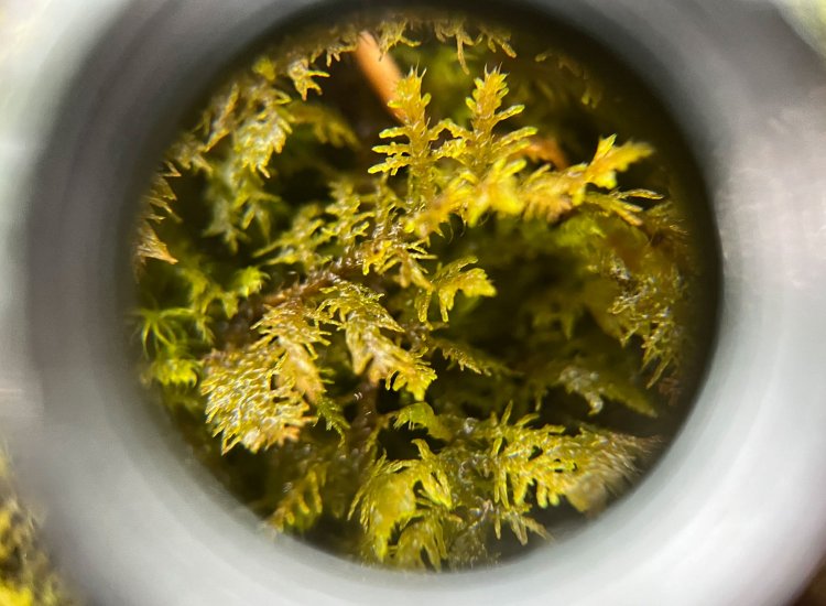 苔って、こんな形だったの！？