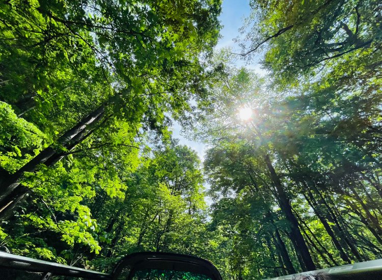 ここは天国かな……？