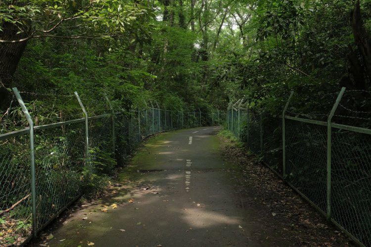 異界と思われるほどガラッと景色が変わった。両サイドがフェンスなのでちょっとものものしい。