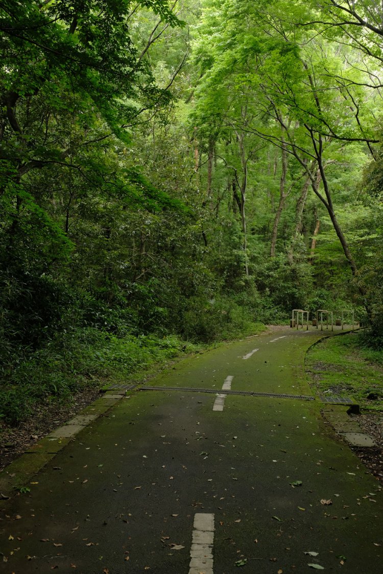 緑の世界だ。森へ吸い込まれていくような……。あれ、その先に道がない。