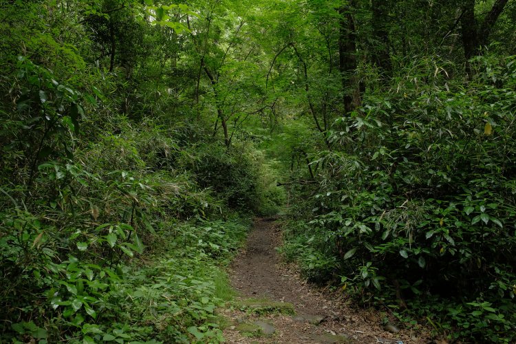 でも進まなければならない。幸いにも道がある。蚊が！　蚊、蚊、クモの巣！