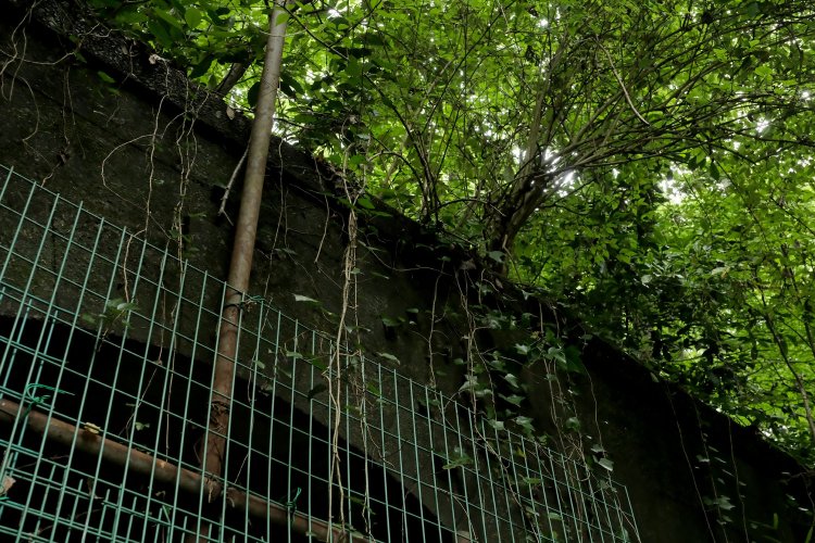 ５号トンネル上部。横にせり出す笠石部分をみる。コンクリートはより一層黒ずんでいて遺跡の様相であった。