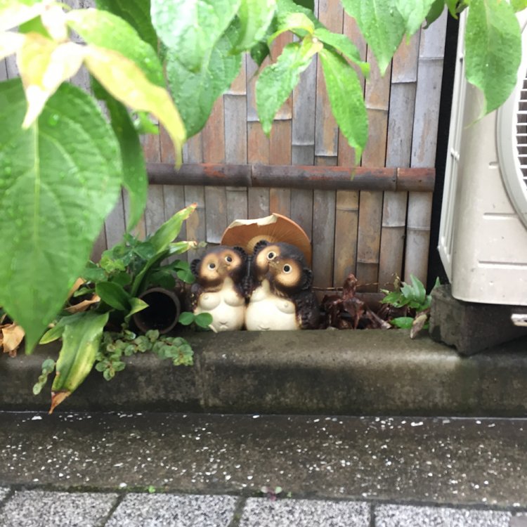 室外機の傍らにじっと佇む2匹の狸。