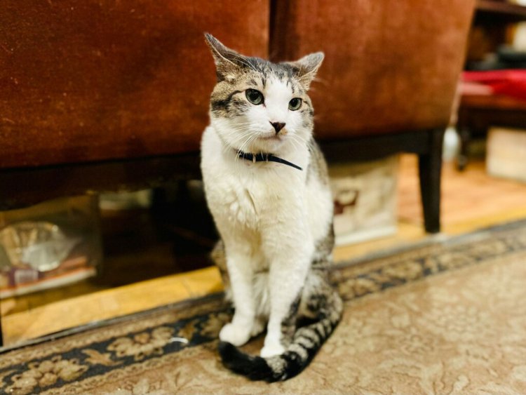 カフェアルルのどんな紹介記事にも欠かせない存在