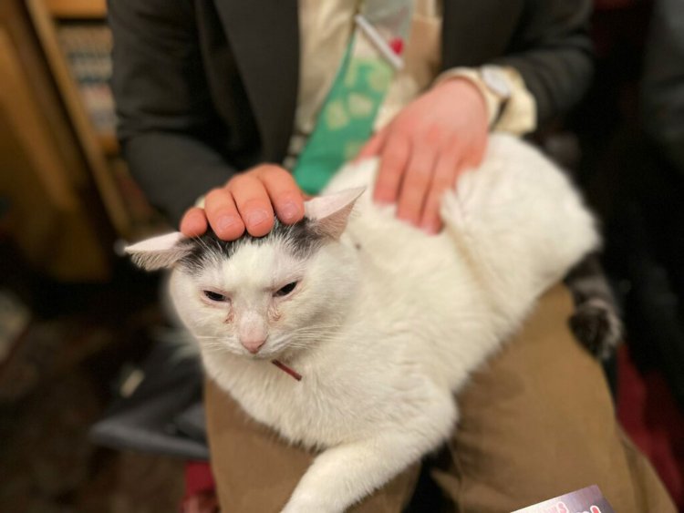 セキ・ア・ラ・モードさんの膝の上を占領して満足そう？？