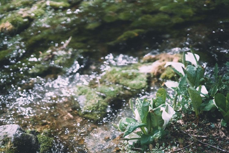 Sony α7RⅢ / Sony FE 85mm F1.4 GM