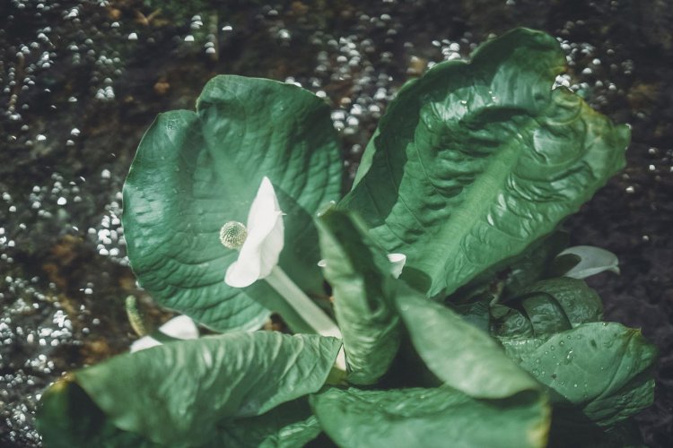 Sony α7RⅢ / Sony FE 85mm F1.4 GM