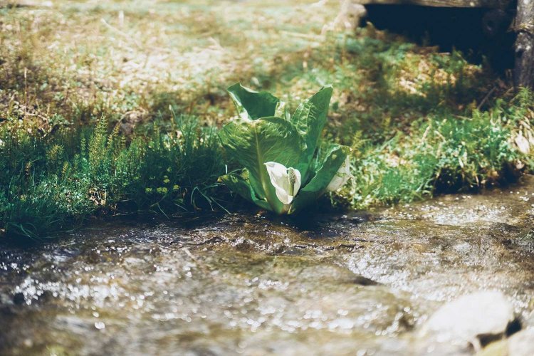 Sony α7RⅢ / Sony FE 85mm F1.4 GM