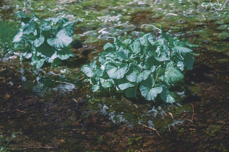 Sony α7RⅢ / Sony FE 85mm F1.4 GM