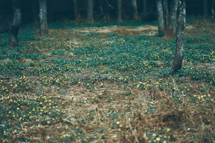 Sony α7RⅢ / Sony FE 85mm F1.4 GM