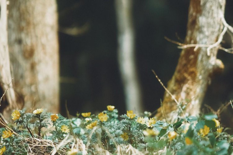 Sony α7RⅢ / Sony FE 85mm F1.4 GM