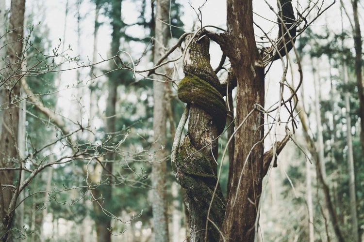 Sony α7RⅢ / Sony FE 50mm F1.2 GM