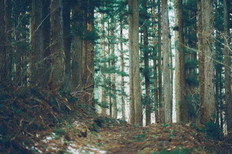 Sony α7RⅢ / Sony FE 85mm F1.4 GM