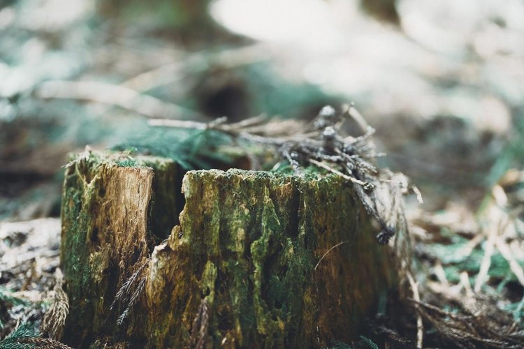 Sony α7RⅢ / Sony FE 50mm F1.2 GM