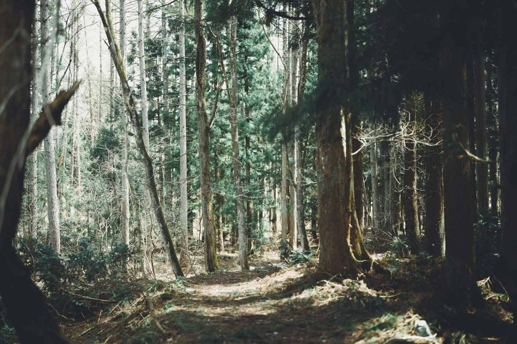 Sony α7RⅢ / Sony FE 50mm F1.2 GM