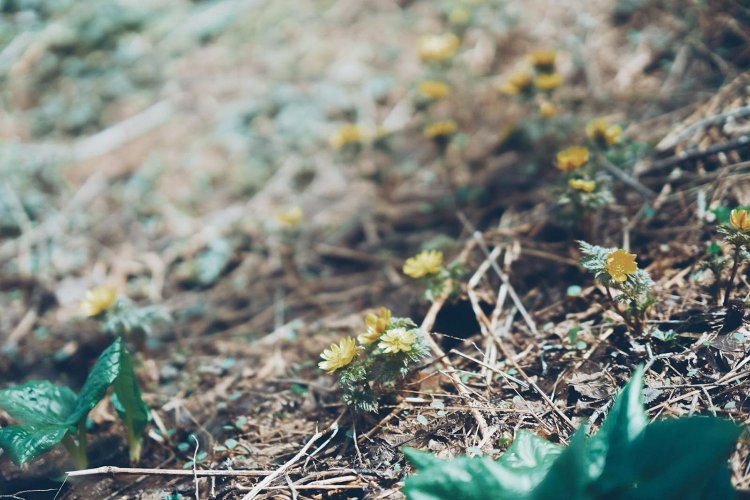 Sony α7RⅢ / Sony FE 85mm F1.4 GM
