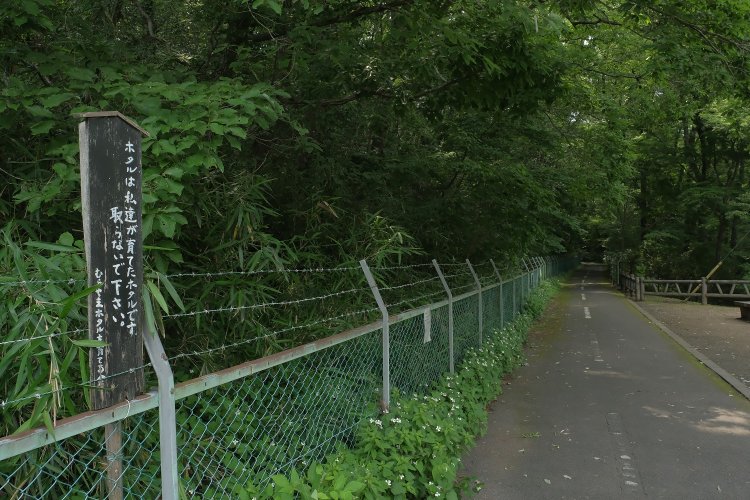 夜になるとホタルが舞うのか。これからの季節いいかもしれない。