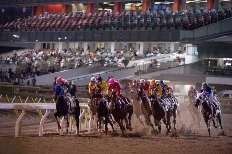 東京シティ競馬（大井競馬場）（とうきょうシティけいば／おおいけいばじょう）