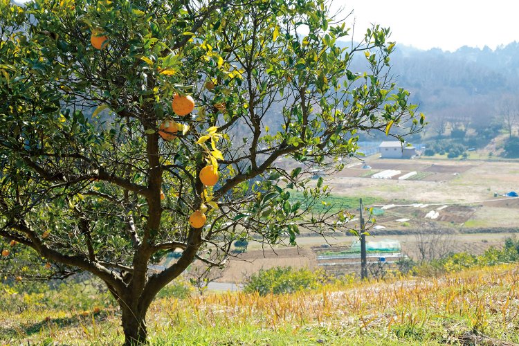 農村公園に行く手前に、みかん畑が広がる。舗装された農道を上がる。