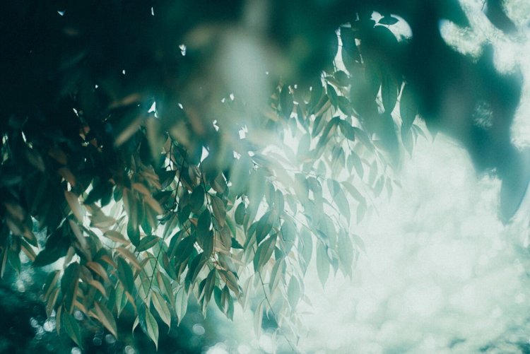 Sony α7RⅢ / CONTAX Planar T*50mm F1.4 MMJ