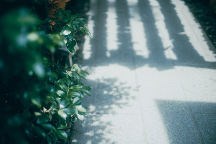 Sony α7RⅢ / CONTAX Planar T*50mm F1.4 MMJ