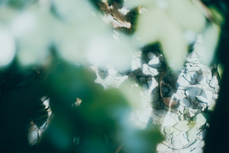 Sony α7RⅢ / CONTAX Planar T*50mm F1.4 MMJ