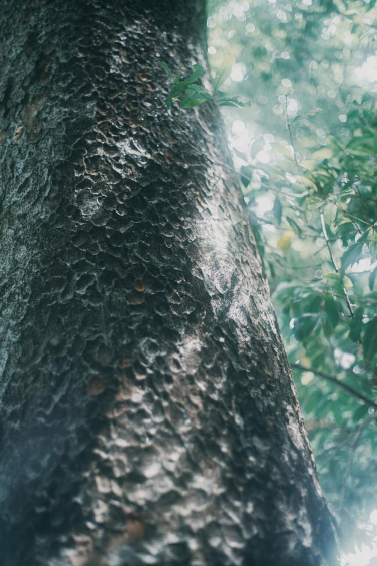 Sony α7RⅢ / CONTAX Planar T*50mm F1.4 MMJ