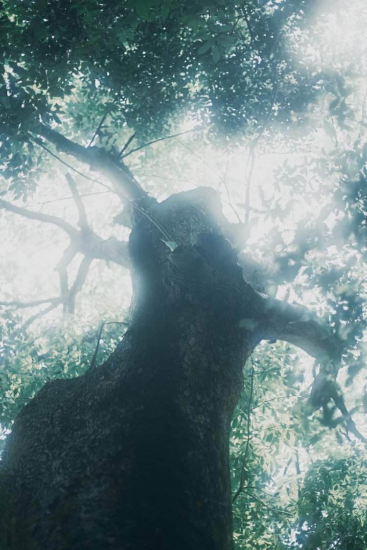 Sony α7RⅢ / CONTAX Planar T*50mm F1.4 MMJ