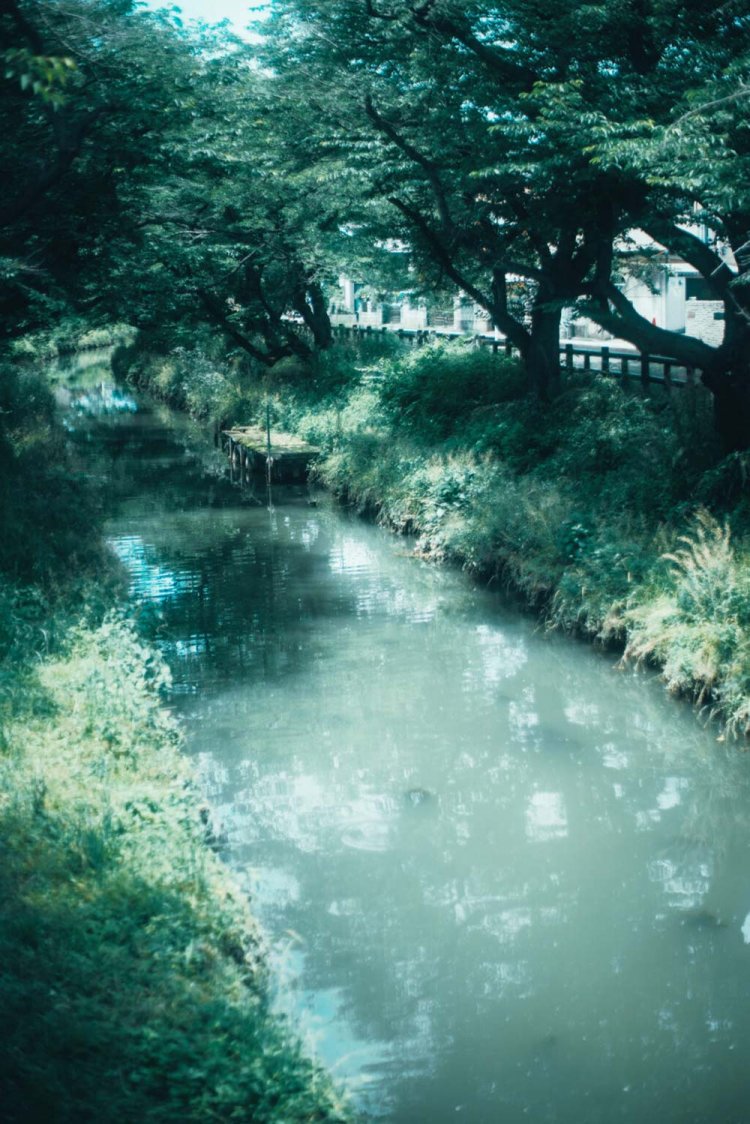 Sony α7RⅢ / CONTAX Planar T*50mm F1.4 MMJ