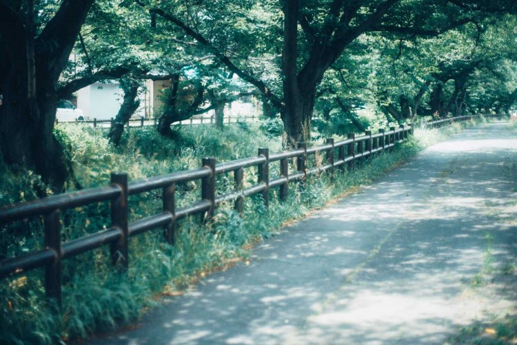 Sony α7RⅢ / CONTAX Planar T*50mm F1.4 MMJ